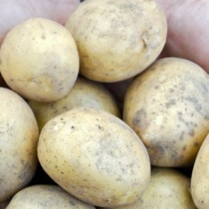 Un extrait de pomme de terre pour lutter contre l’obésité?