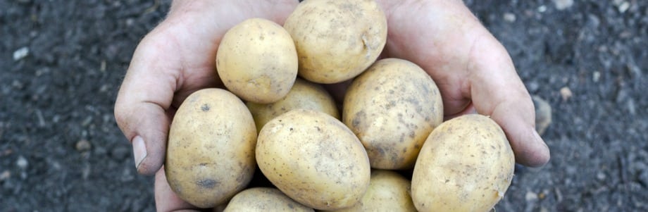 Un extrait de pomme de terre pour lutter contre l’obésité?