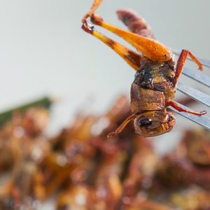 Insecten eten, wie durft het aan?