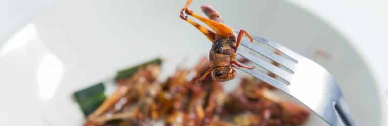 Insecten eten, wie durft het aan?
