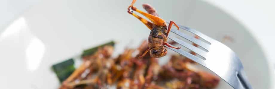 Qui est prêt à manger des insectes?