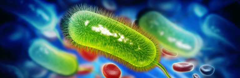 Stabilisation des cas de campylobactériose en Europe