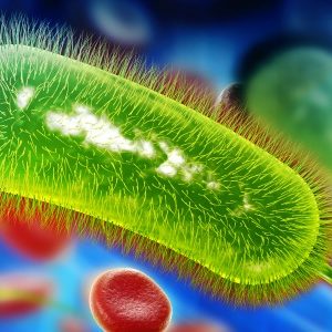 Europese incidentie campylobacteriose stabiel