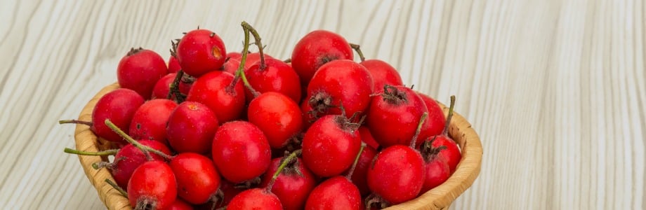 L&rsquo;olive d&rsquo;automne : un nouveau super fruit ?