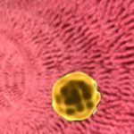 Le microbiote influencerait aussi les lipides sanguins