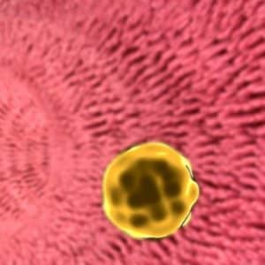 Microbiota zou ook bloedvetten beïnvloeden