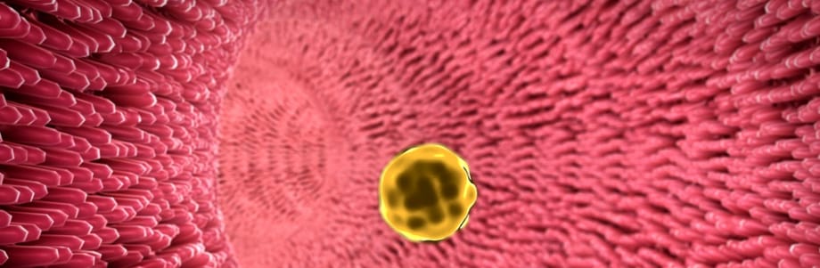 Le microbiote influencerait aussi les lipides sanguins