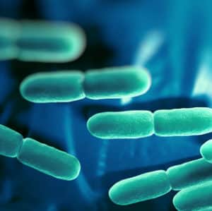 Première allégation de santé pour un probiotique en Europe