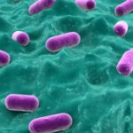 La composition du microbiote dans l’enfance prédirait l’obésité de l’adulte