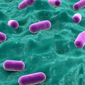 La composition du microbiote dans l’enfance prédirait l’obésité de l’adulte