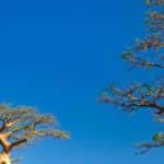 Les fruits du baobab pour améliorer la glycémie
