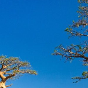 Les fruits du baobab pour améliorer la glycémie