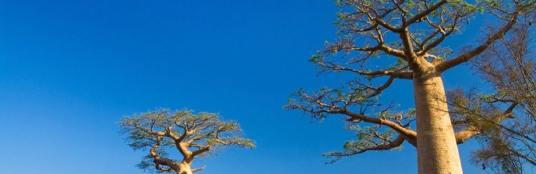 Les fruits du baobab pour améliorer la glycémie