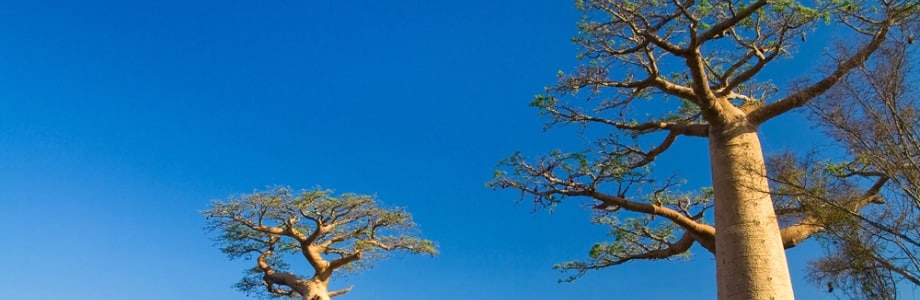 Les fruits du baobab pour améliorer la glycémie