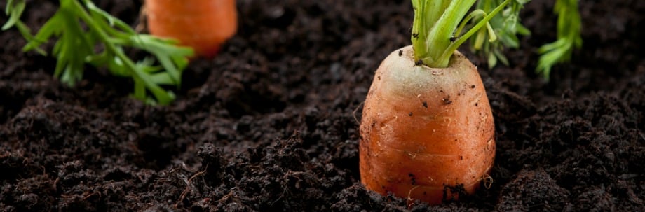 Neanderthalers aten ook planten