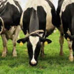 La viande «bio» se trouve des avantages nutritionnels