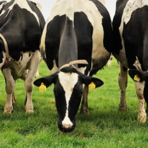 Biovlees heeft een betere voedingswaarde
