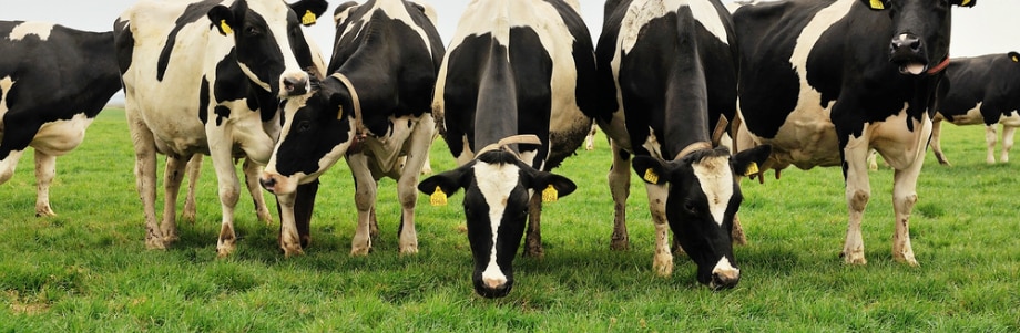 La viande «bio» se trouve des avantages nutritionnels