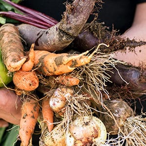 Groenten en fruit kweken verbetert de eetgewoonten