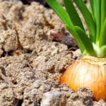 Meer antioxidanten met bio