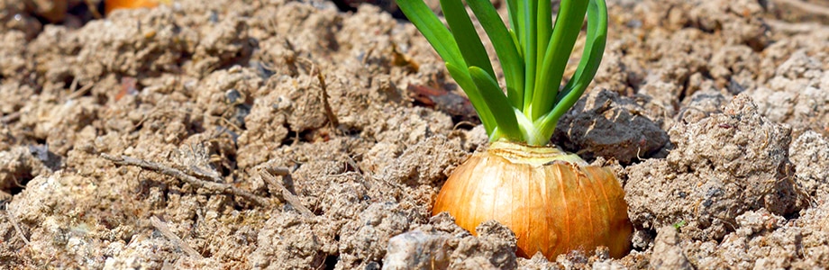 Meer antioxidanten met bio