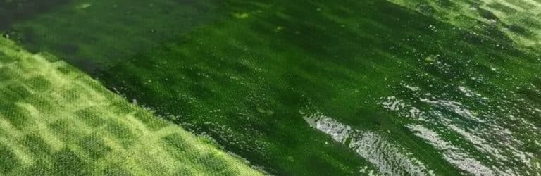 Nourrir le monde avec de la farine de microalgues!