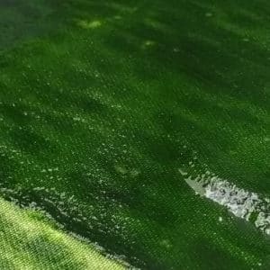 De wereld voeden met bloem van microalgen!