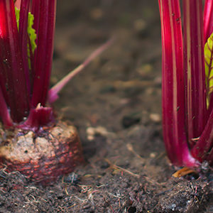 Tendances culinaires 2018: le durable, une valeur sûre