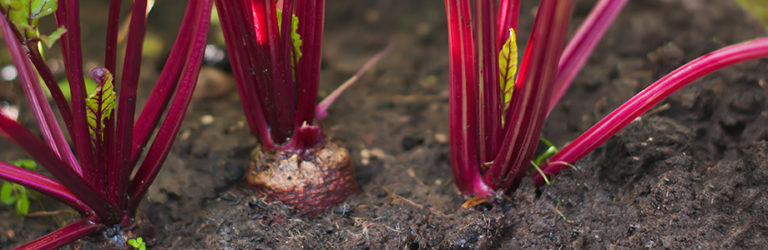 Tendances culinaires 2018: le durable, une valeur sûre