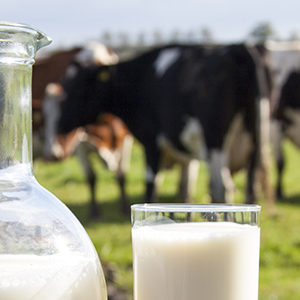 Meer duurzaamheid in de zuivelsector