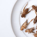 Des grillons pour dorloter le microbiote intestinal?