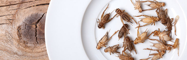 Des grillons pour dorloter le microbiote intestinal?