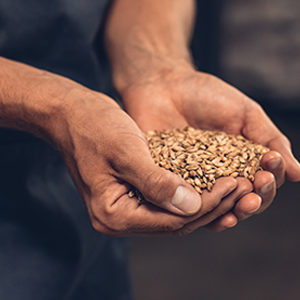 L’impact des changements climatiques sur la bière