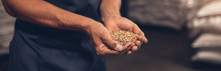 L’impact des changements climatiques sur la bière