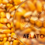 toxines aflatoxine métaux lourds cancer vaccin, toxines aflatoxine zware metalen kanker vaccin