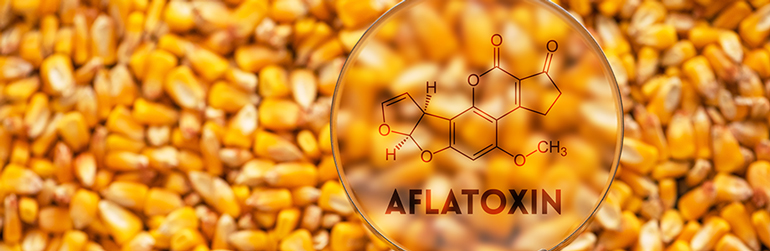 toxines aflatoxine métaux lourds cancer vaccin, toxines aflatoxine zware metalen kanker vaccin