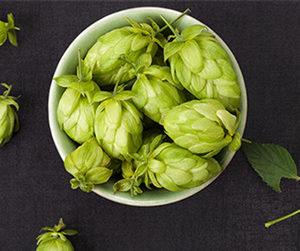 Houblon: un effet positif sur le syndrome métabolique?