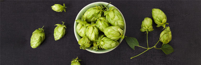 Houblon: un effet positif sur le syndrome métabolique?