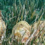 Microplastiques : les mollusques les plus contaminés