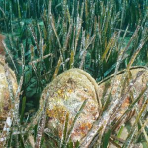 Microplastics: weekdieren het meest verontreinigd