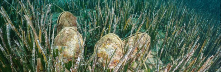 Microplastiques : les mollusques les plus contaminés