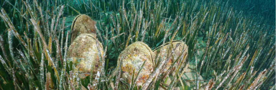 Microplastiques : les mollusques les plus contaminés