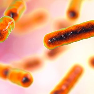 Microbiota: veelbelovende nieuwe bacterie ontdekt
