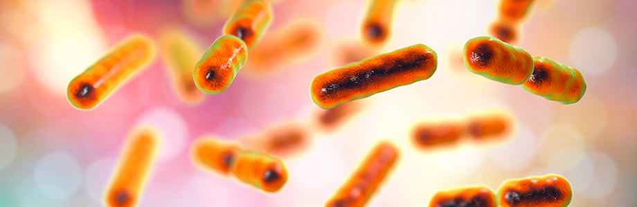 Microbiote : une nouvelle bactérie prometteuse identifiée