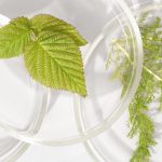 10 plantes et extraits de plantes et leurs effets