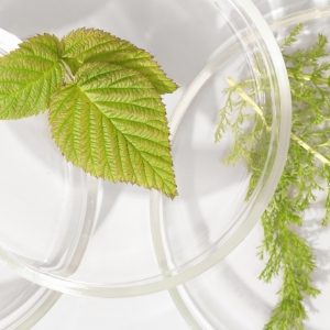 10 plantes et extraits de plantes et leurs effets