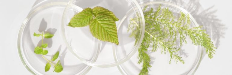 10 plantes et extraits de plantes et leurs effets