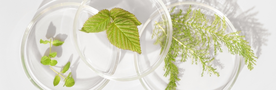 10 plantes et extraits de plantes et leurs effets