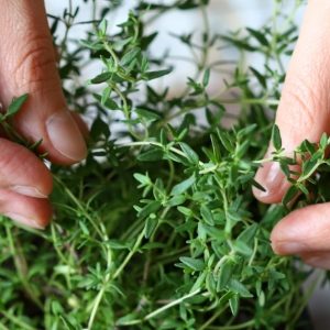Le jardin secret des compléments alimentaires à base de plantes