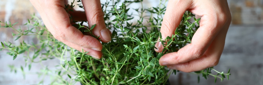 Le jardin secret des compléments alimentaires à base de plantes